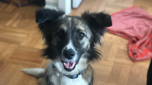 Lost Pet: Princess Jasmine