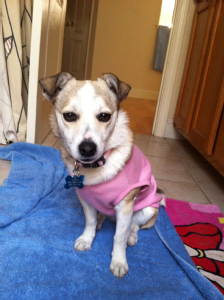 Lost Pet: Athena Beatrice