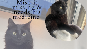 Lost Pet: Miso
