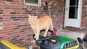 Lost Pet: King Charles the 2nd