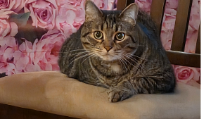 Lost Pet: Jake Helton