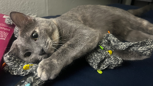 Lost Pet: Norma Jeane Baker