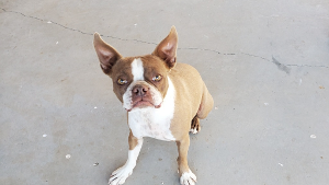 Lost Pet: Remy Romero