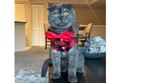 Lost Pet: Horus valencia