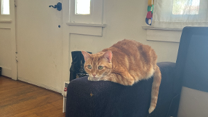 Lost Pet: SILLY GOOSE*