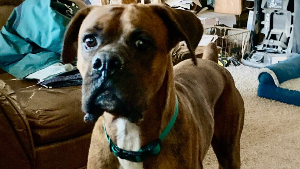 Lost Pet: ACE BARNES