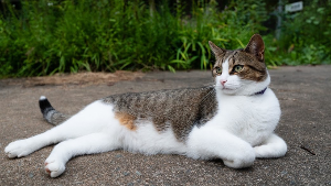 Lost Pet: Hans Hudson Harvey Vrooman