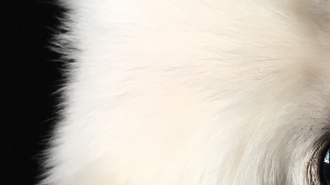 Lost Pet: Theodore Tommy Rios