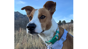 Lost Pet: Artemis Rose