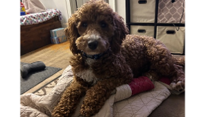 Lost Pet: 1606 Dixie