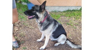 Lost Pet: Pretty Girl