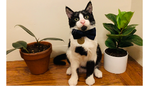 Lost Pet: Whiskey Bigodes