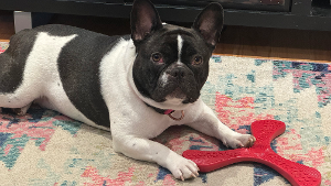 Lost Pet: Coco Chanel