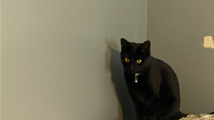 Lost Pet: Midnight Kitty