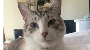 Lost Pet: Cheeto Goehl