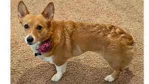 Lost Pet: Emma Empanada