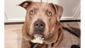 Lost Pet: Minkah Fitz