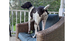 Lost Pet: Copper Hunt