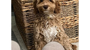 Lost Pet: Lily Pawter