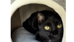 Lost Pet: Skittles (15 Lindsay Kitten)