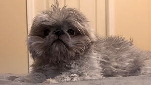 Lost Pet: Princess Dior