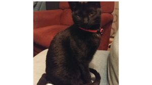 Lost Pet: Samantha Jordan