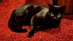 Lost Pet: Jake Sully