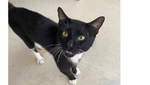 Lost Pet: Midnight Simms