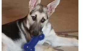 Lost Pet: Odin Rayne Hill