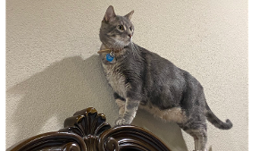 Lost Pet: Mr Buttons