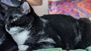 Lost Pet: Little Bird