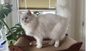 Lost Pet: Beary White