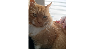 Lost Pet: King Frasier Fluffybottom