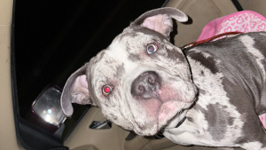 Lost Pet: Dozer jr.