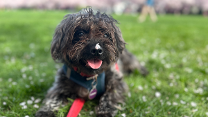 Lost Pet: Dougal Fanny