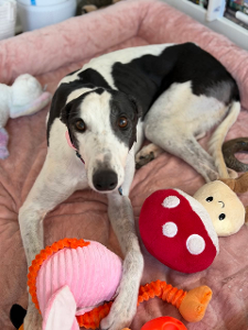 Lost Pet: CET NICKEL