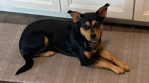 Lost Pet: Marvel (Marv)