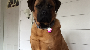 Lost Pet: Bella Schulze