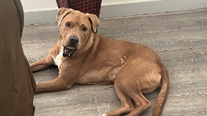 Lost Pet: Paul / Scoob