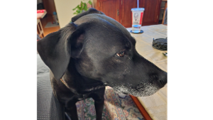 Lost Pet: Stella Blue