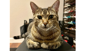 Lost Pet: Gingersnap