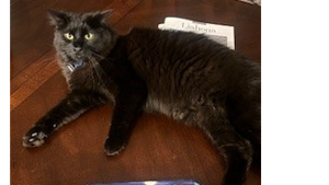 Lost Pet: Spooky Snuggles