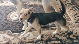 Lost Pet: Snickers/Smokey