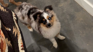 Lost Pet: Rebel Jones