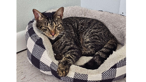 Lost Pet: Ma Smalley