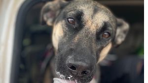 Lost Pet: PEARL/HANK