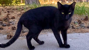 Lost Pet: Mr. Gelato