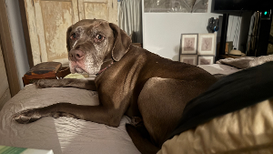 Lost Pet: DAISY (PRINCESS)