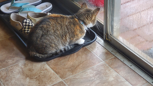 Lost Pet: Nirvana