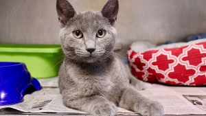 Lost Pet: Sebastian Lamont Key